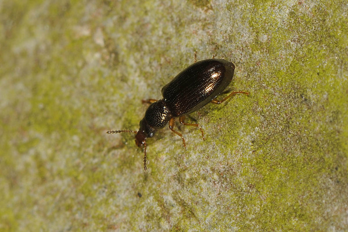 Salpingidae: Salpingus planirostris?  S !